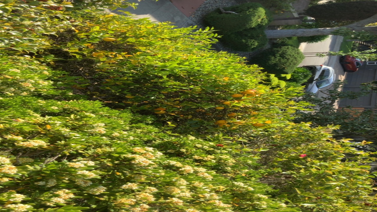 Citrus Trees in Bloom
