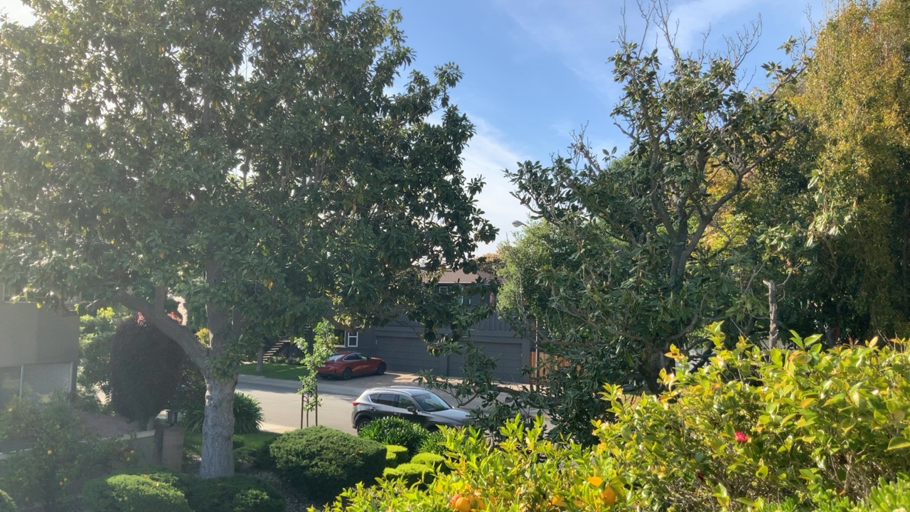 Neighborhood View Through Trees