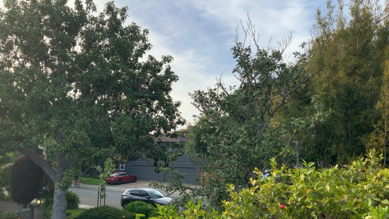 Neighborhood View Through Trees