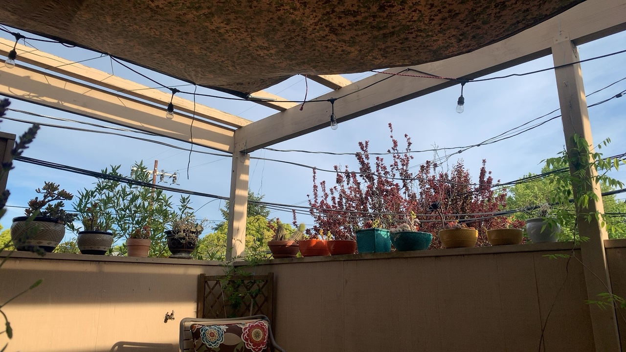 Outdoor Pergola with Plants and String Lights
