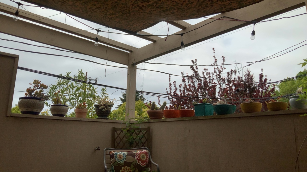 Patio with String Lights and Plants