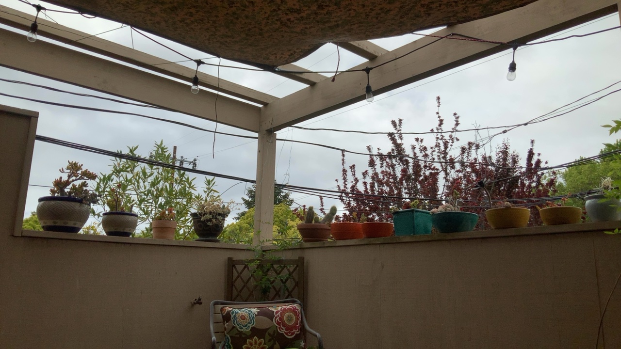 Patio with String Lights and Plants