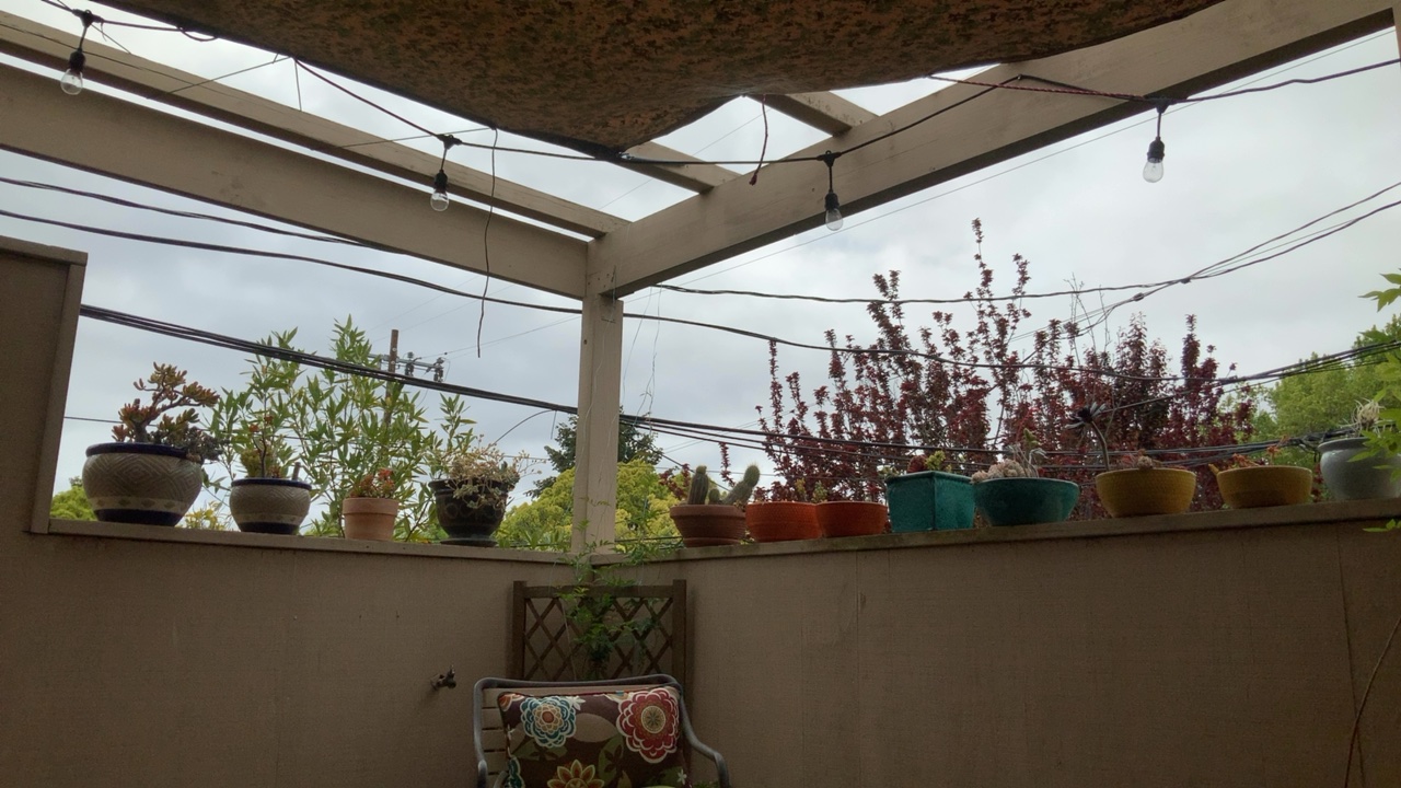 Patio with Plants and String Lights