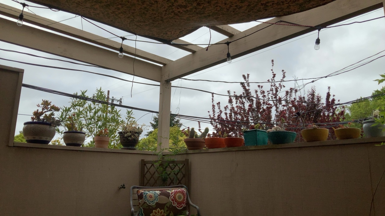 Patio with Plants and String Lights