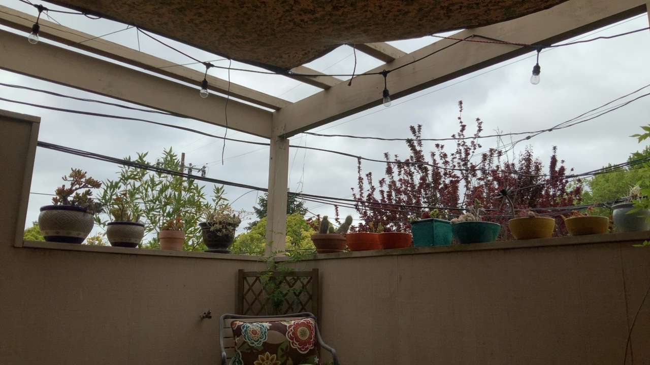Patio with String Lights and Plants