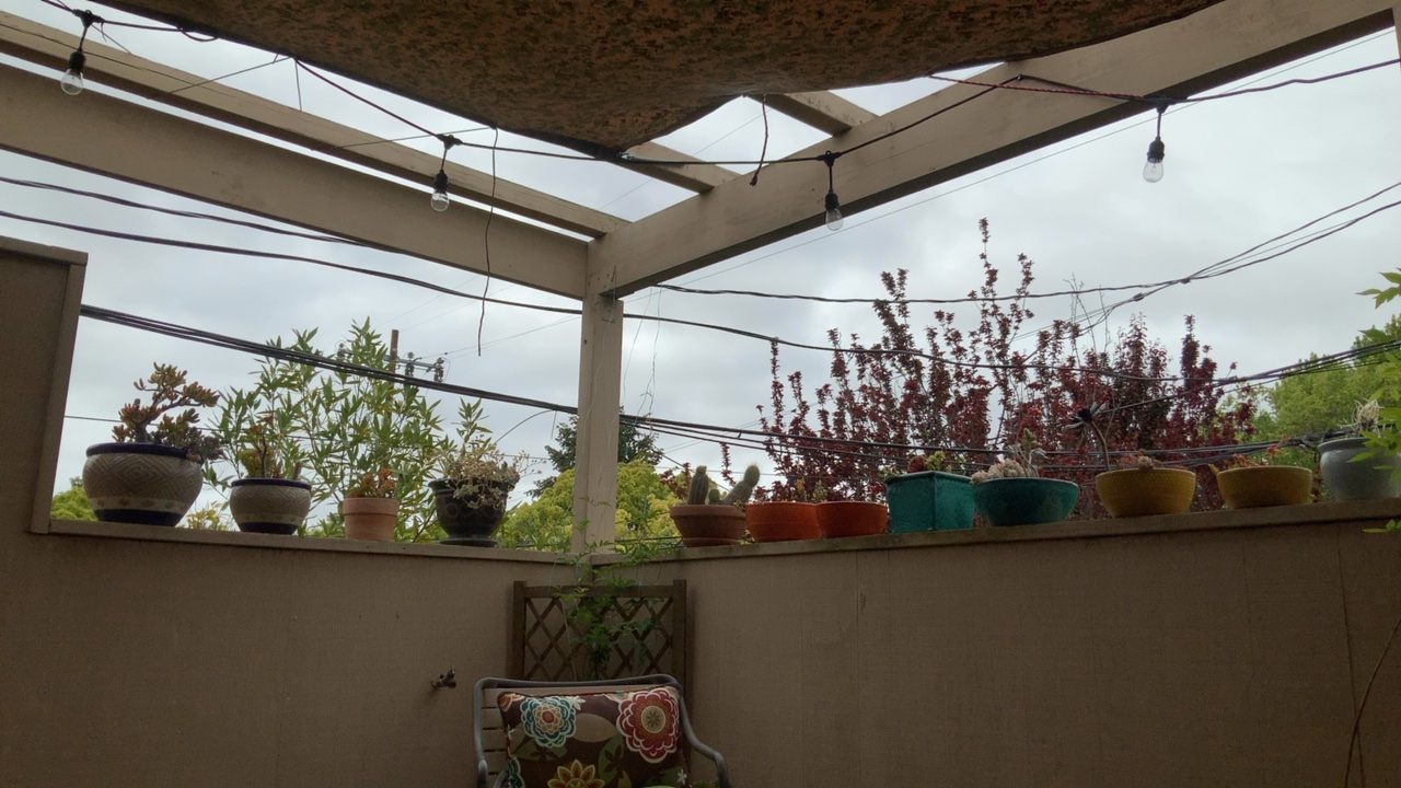 Patio with Plants and String Lights