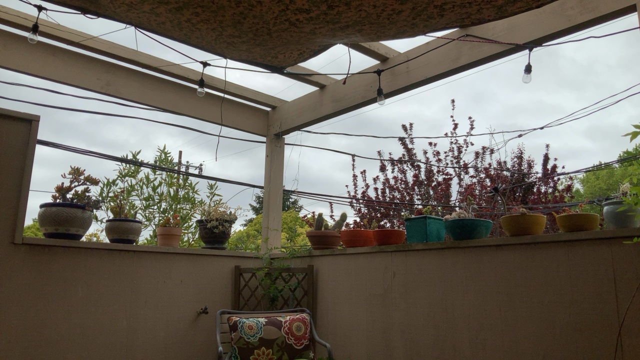 Patio View with Plants