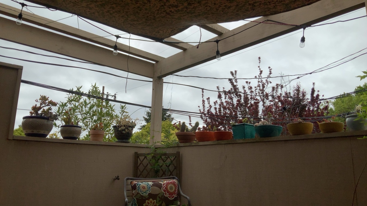 Patio with String Lights and Plants