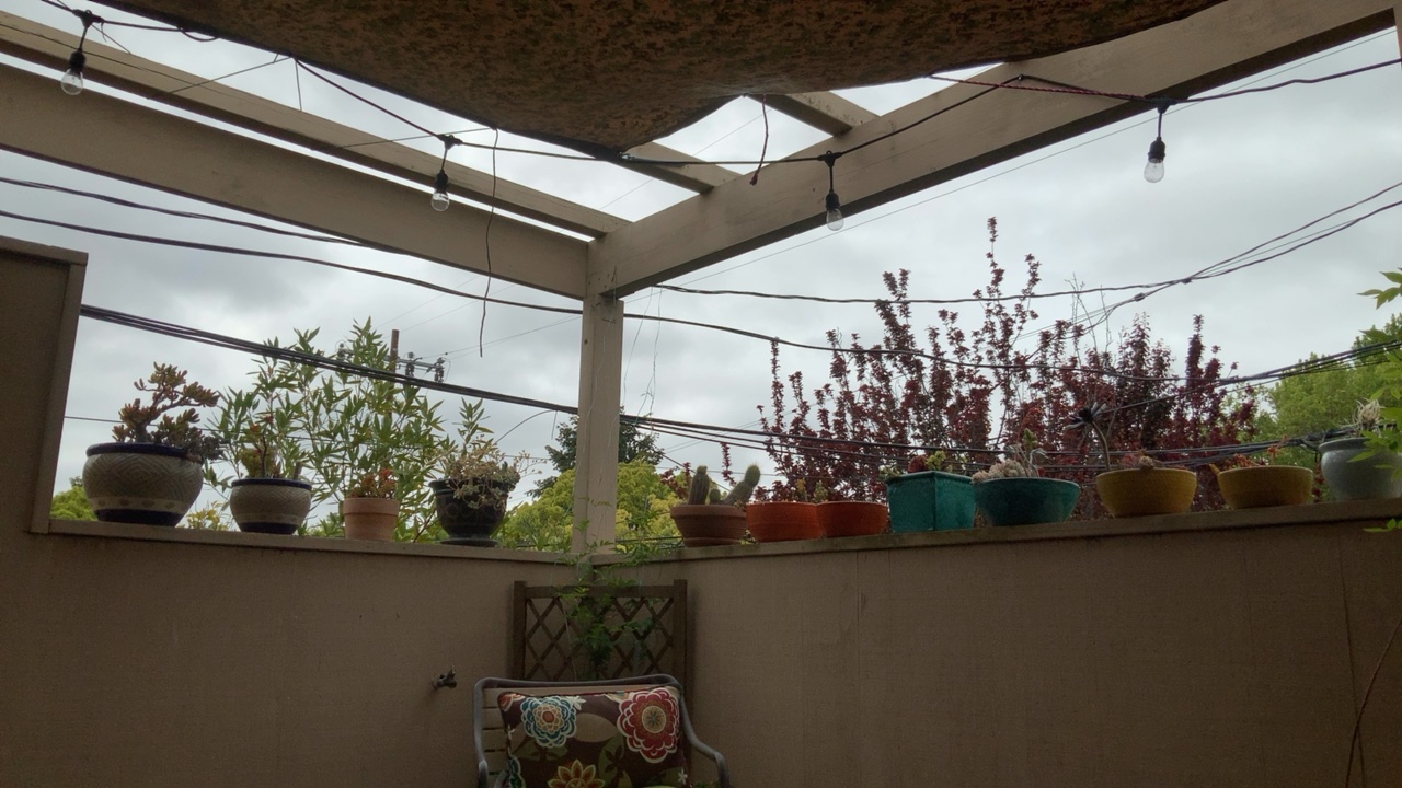 Patio with String Lights and Plants