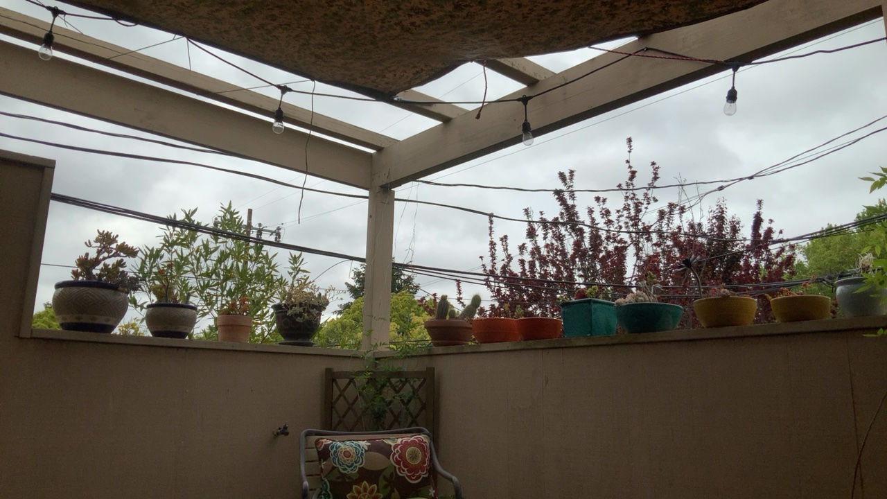 Patio with String Lights and Plants