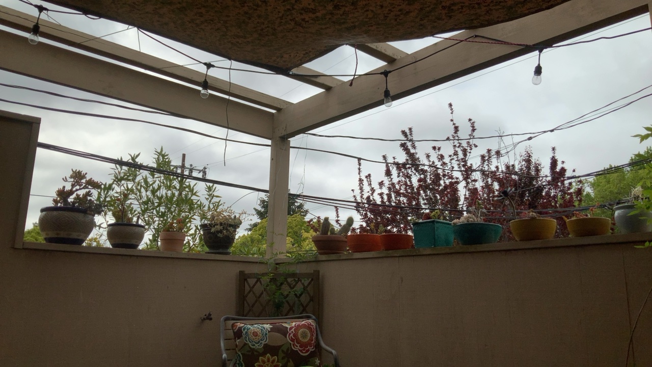 Patio with Plants and String Lights