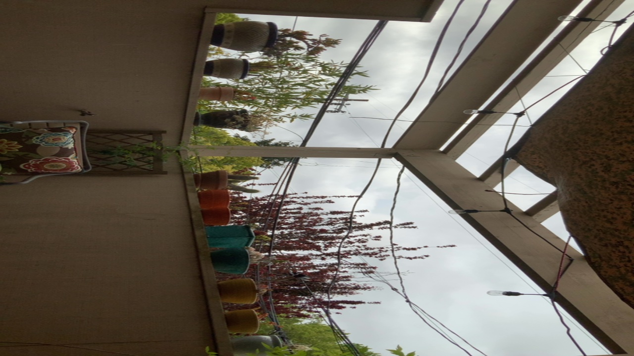 Potted Plants on a Balcony