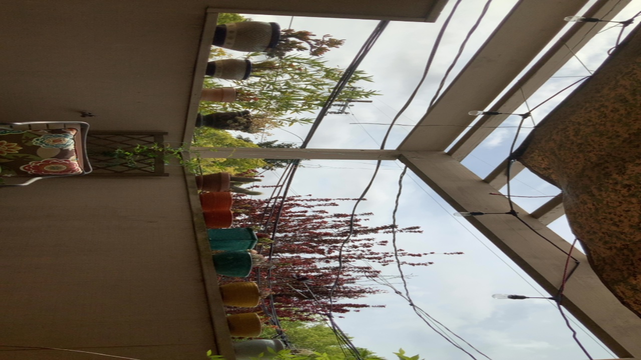 Plants on a Balcony