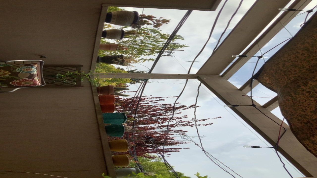 Plants on a Balcony